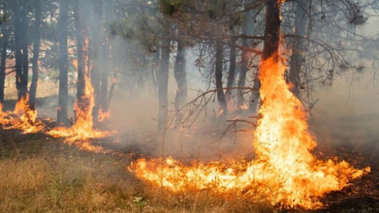 Mbi 30 vatra zjarri ende aktive në Kosovë – gjendja më e rënduar në Klinë