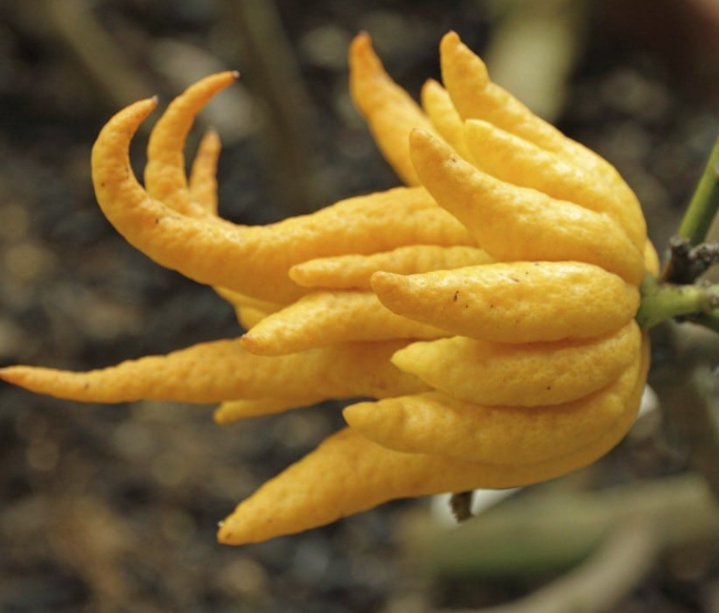 Fruti i panjohur që do t’ju mahnisë