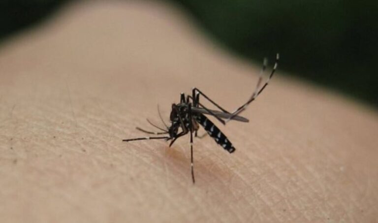 Sipas autoriteteve kompetente, 5 persona kanë vdekur nga virusi i Nilit Perëndimor në Itali këtë vit.