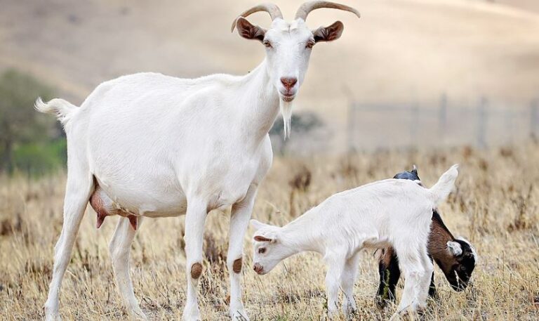 Është konfirmuar rasti i parë i murtajës së rumanitëve të vegjël në Kosovë, masat nga AUV