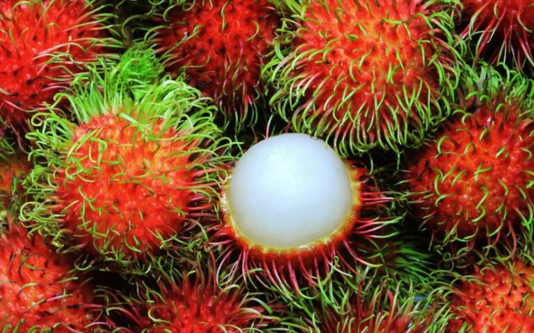 Vlerat e frutit të veçantë Rambutan