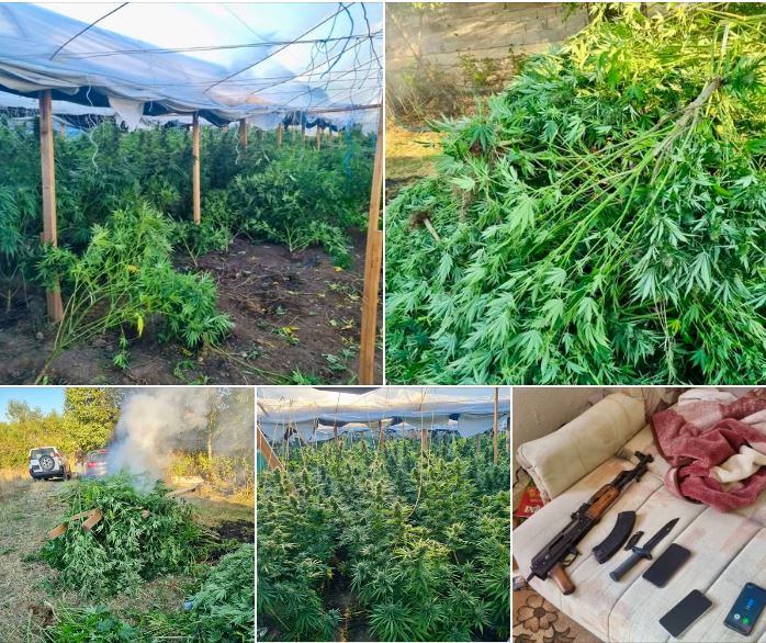 Zbulohet një plantacion me bimë narkotike në Gjilan