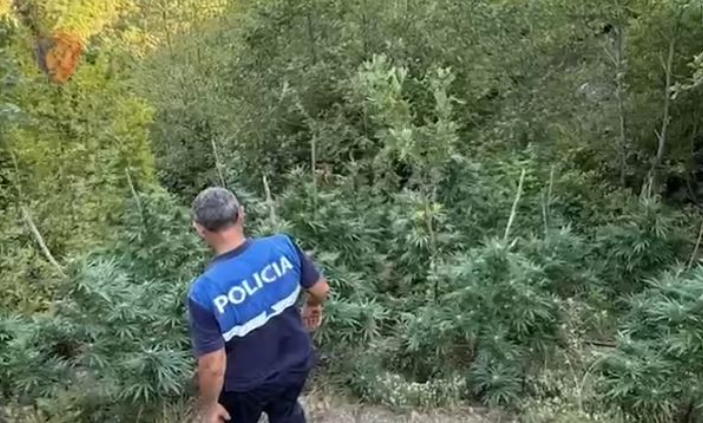 Asgjësohen rreth 5000 bimë kanabisi në Qarkun e Shkodrës
