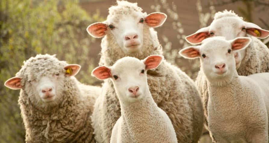 Vërtetohet sëmundja e murtajës së deleve në Kosovë