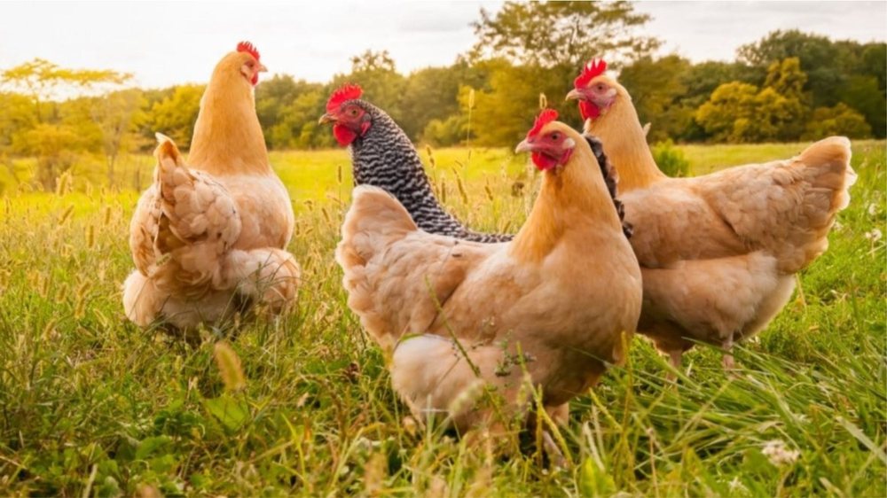 Kaloi kufirin ilegalisht me 500 pula