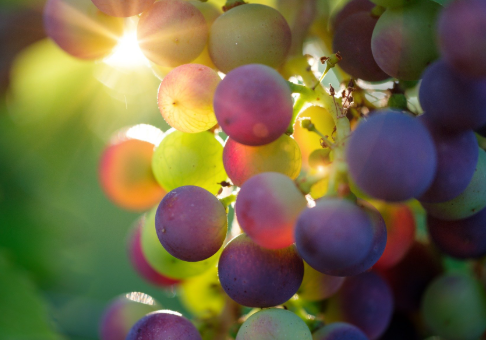 Shahini: Rrushi i Kosovës është vlerë kombëtare, më shumë mbështetje për prodhuesit vendorë