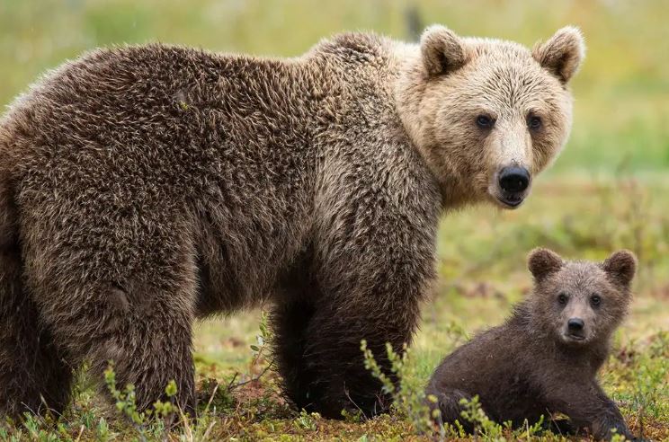Tre arinj hyjnë në pronën e një banori në Suharekë