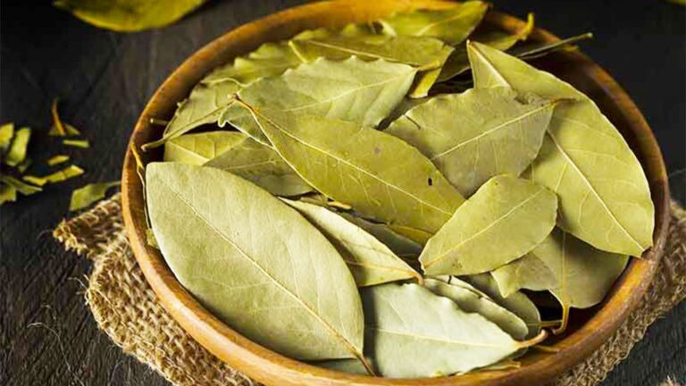 Si t’i përdorni gjethet e Dafinës për gripin dhe të ftohurën