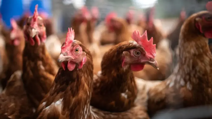 AUV ndalon importin e shpezëve dhe nënprodukteve të tyre nga zonat administrative të Gjermanisë