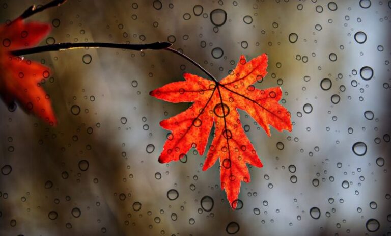 Mot kryesisht i vranët