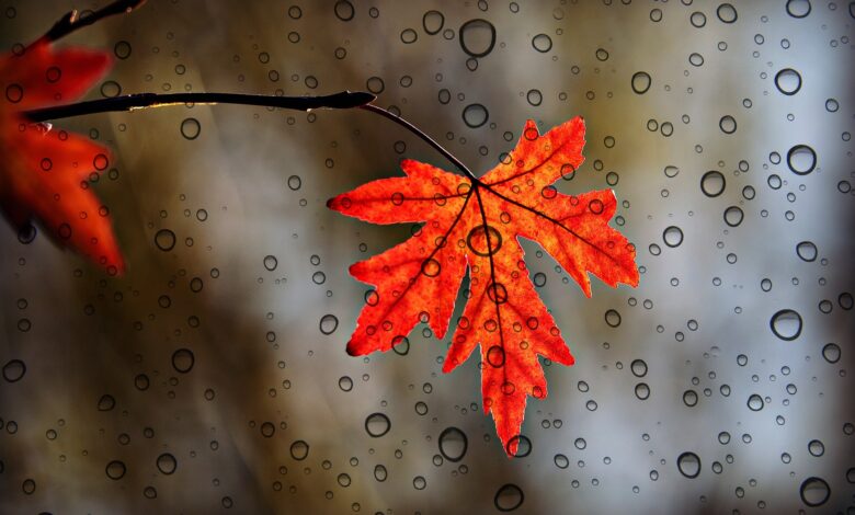 Mot kryesisht i vranët