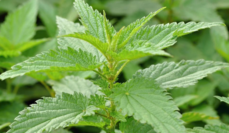 Hithrat mund të ndihmojnë në uljen e presionit të gjakut