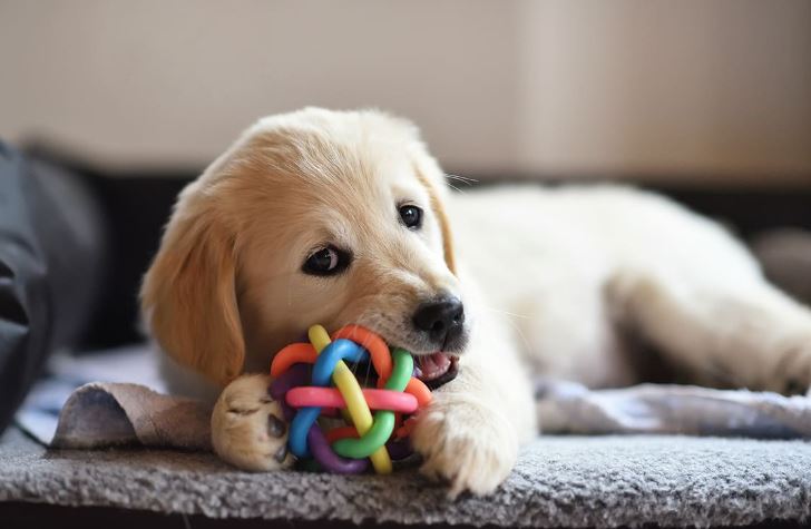 AUV apelon tek pronarët e qenve: Mikroçipimi dhe regjistrimi janë të detyrueshëm