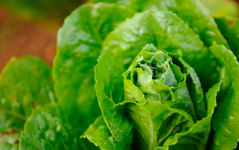 10 Burime të Shëndetshme Kalciumi Përtej Bulmetit