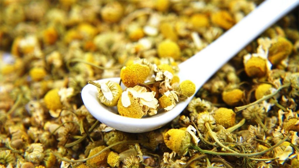 Kamomili 🌼 – Shëndet për Stomakun, Imunitetin dhe Lëkurën