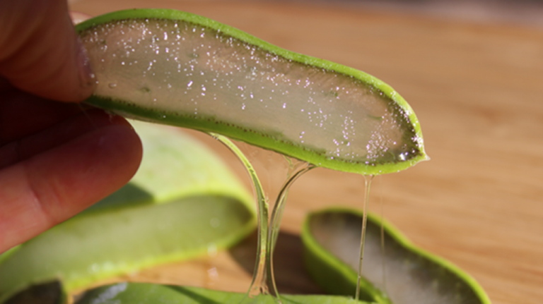 Aloe Vera për dhëmbë të shëndetshëm