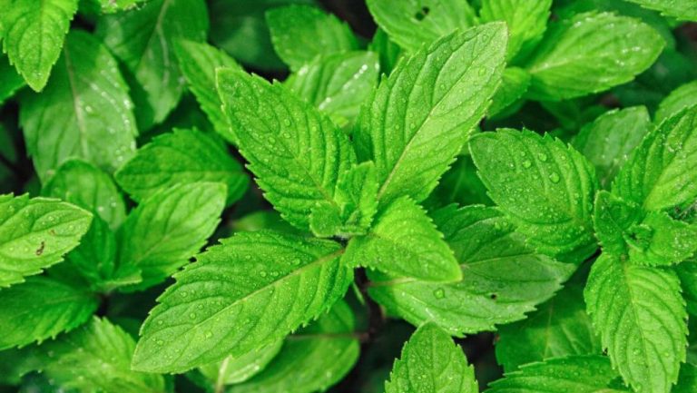 🌿 Bimët Mjekësore Kundër Stresit dhe Ankthit