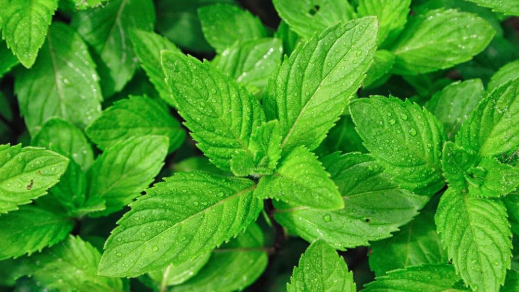 🌿 Bimët Mjekësore Kundër Stresit dhe Ankthit
