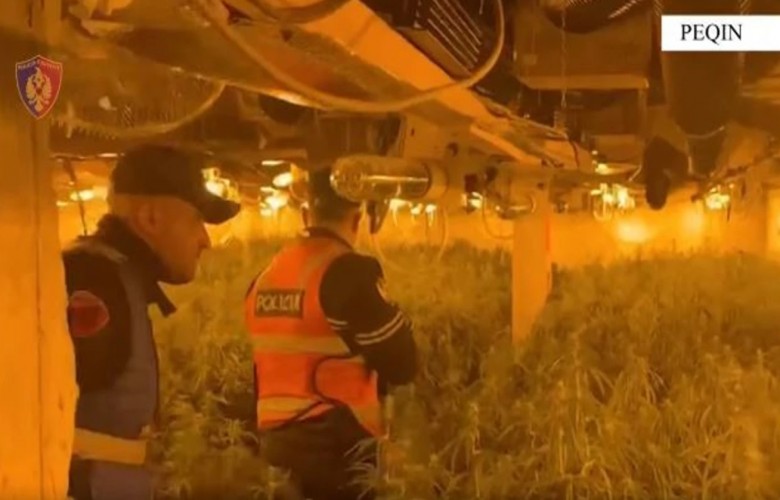 Policia e Shqipërisë ndërhyn në objektin e drejtorit të Burgut të Rrogozhinës, zbulon kultivim të kanabisit