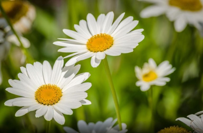 🌼 Luledelja dhe përfitimet e saj shëndetësore