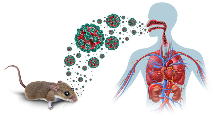 Informim për Hantavirus – rreziku për popullatën vlerësohet shumë i ulët