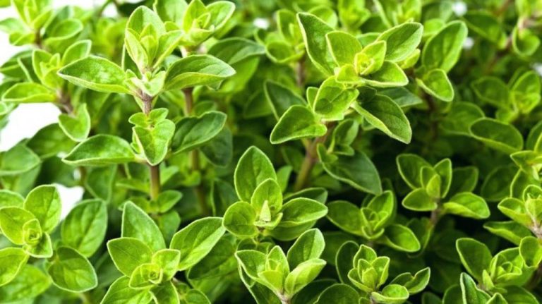 🌿 Kura me rigon për fytin dhe infeksionet