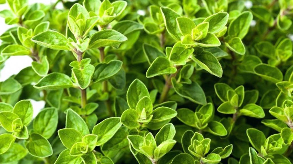 🌿 Kura me rigon për fytin dhe infeksionet