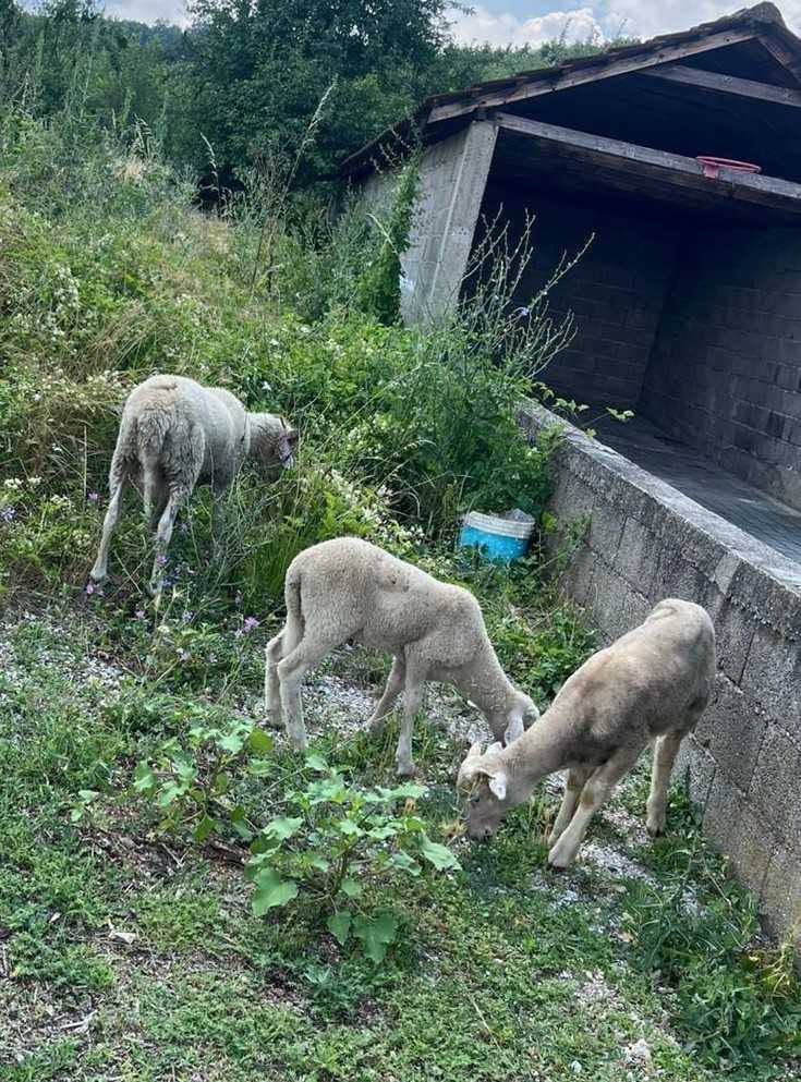 Arrestohet 62-vjeçari në Prizren, dyshohet për vjedhjen e qengjave