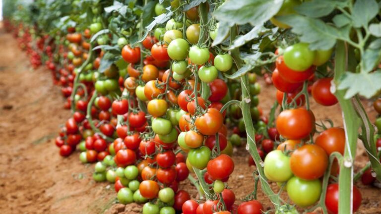 Këto perime dhe fruta nuk duhen mbjellë pranë njëra-tjetrës