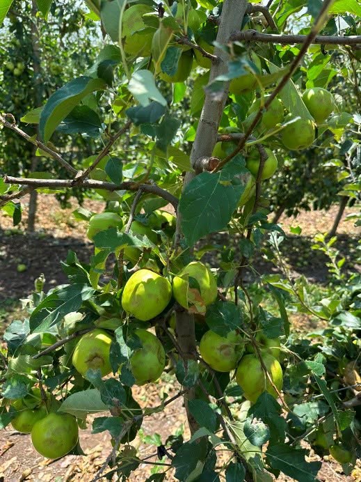 Ministria e Bujqësisë këshillon fermerët: Si të trajtohen pemët pas breshërit