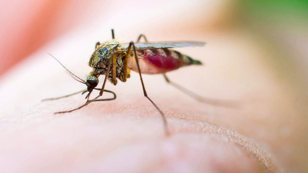 Pickimi i mushkonjës: Si reagon trupi dhe si t’i mbani larg këto insekte