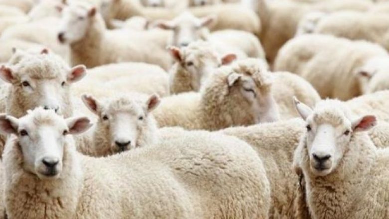 Alarm për sëmundjen e lisë te delet dhe dhitë, AUV kërkon masa nga fermerët