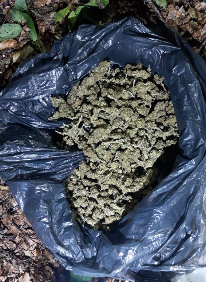 Arrestohet 27-vjeçari në Brezovicë, konfiskohen mbi 1 kilogram marihuanë